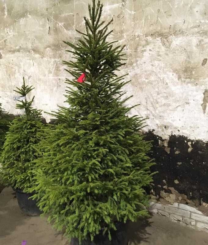 Ель в горшке/Елка голубая ЖИВАЯ в горшках Новогодняя с корнями