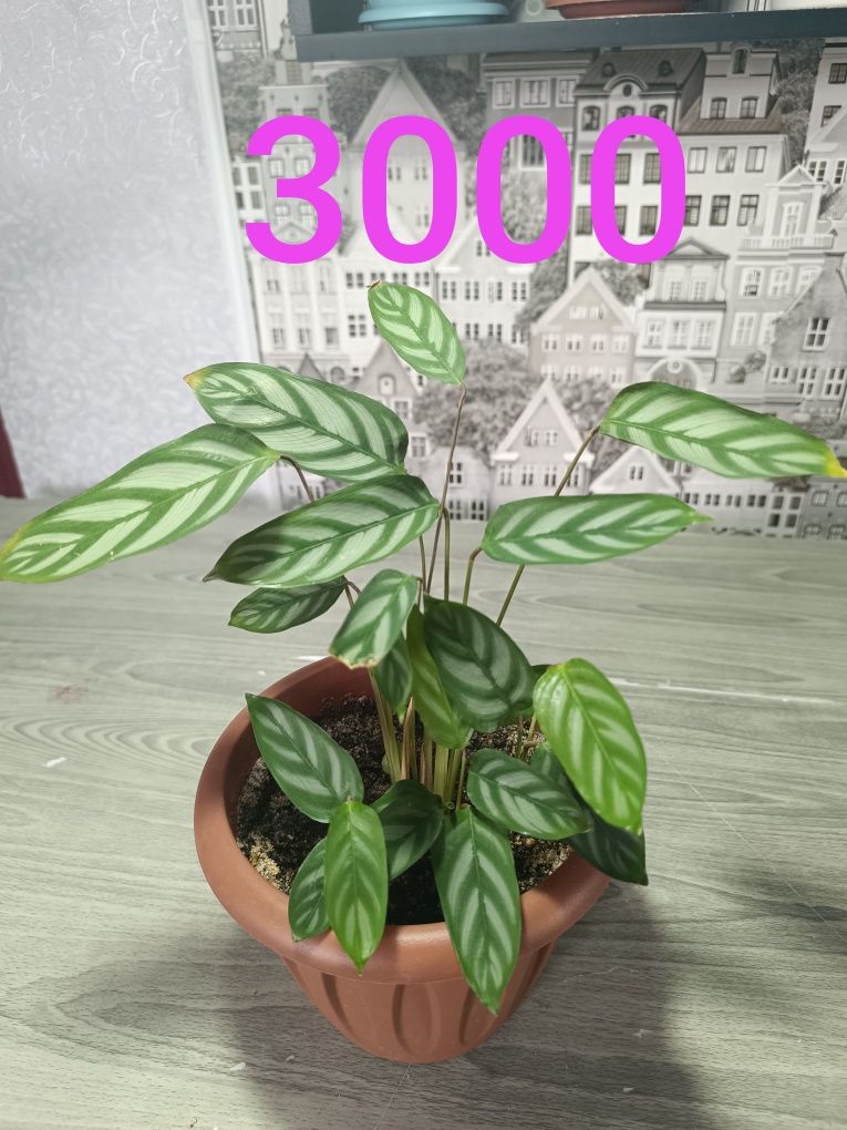Продам цветы разные