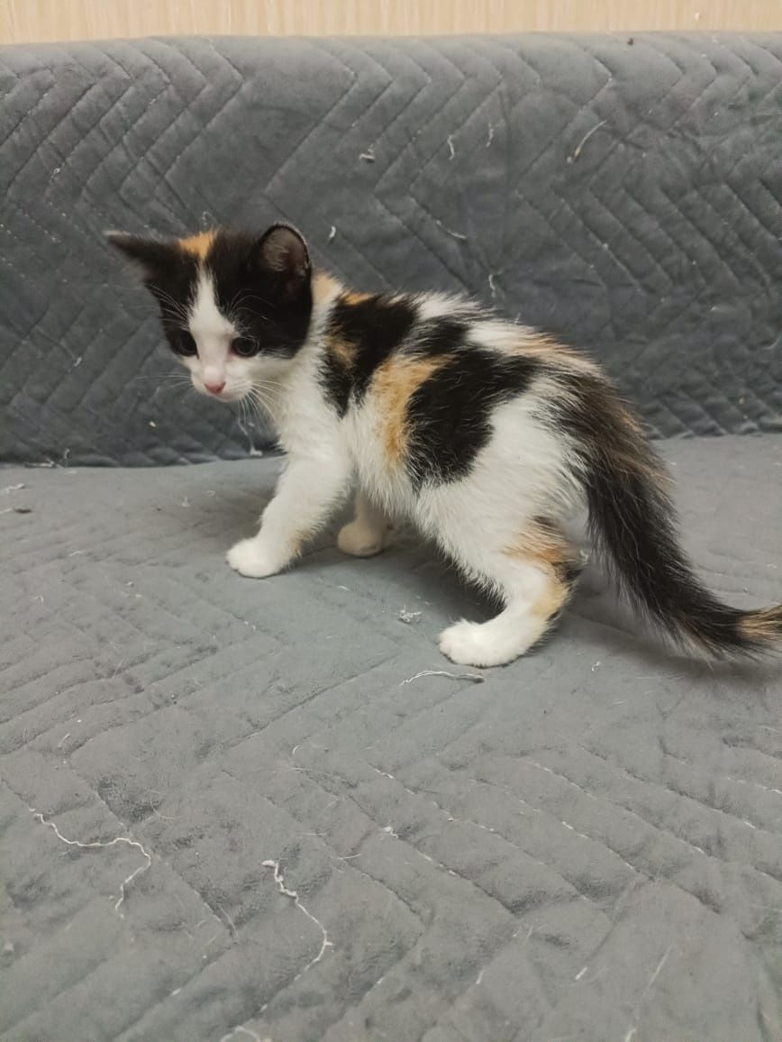 Котята в надёжные ручки