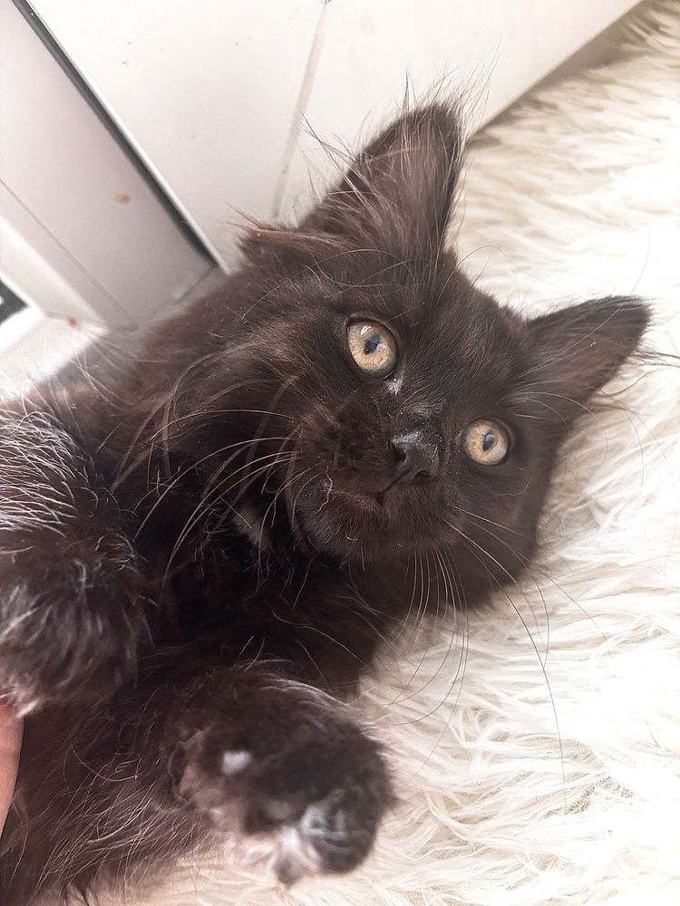 Котенок в добрые руки