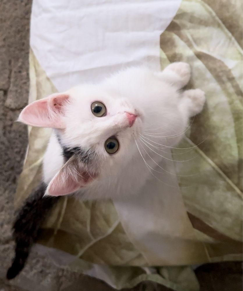 Котёнок в добрые руки