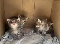 Отдам котят в хорошие руки бесплатно)
