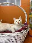 Котенок белоснежный. 5 месяцев