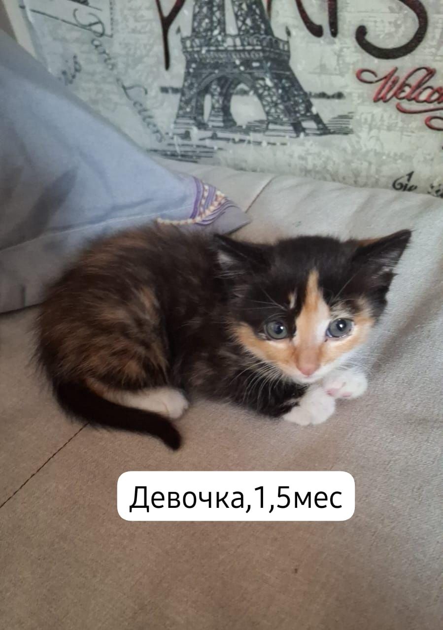 Котята бесплатно
