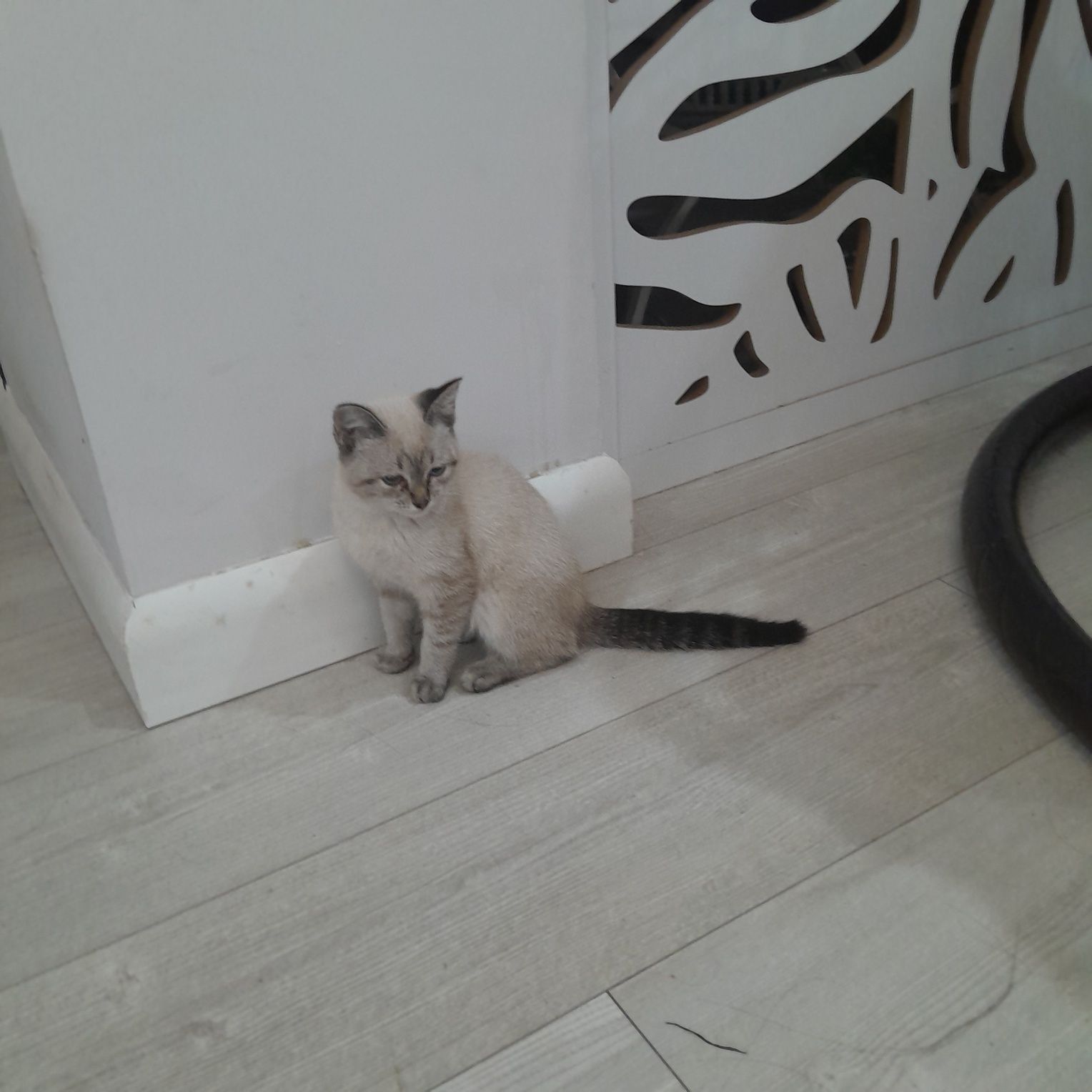 Отдам прекрасного котенка