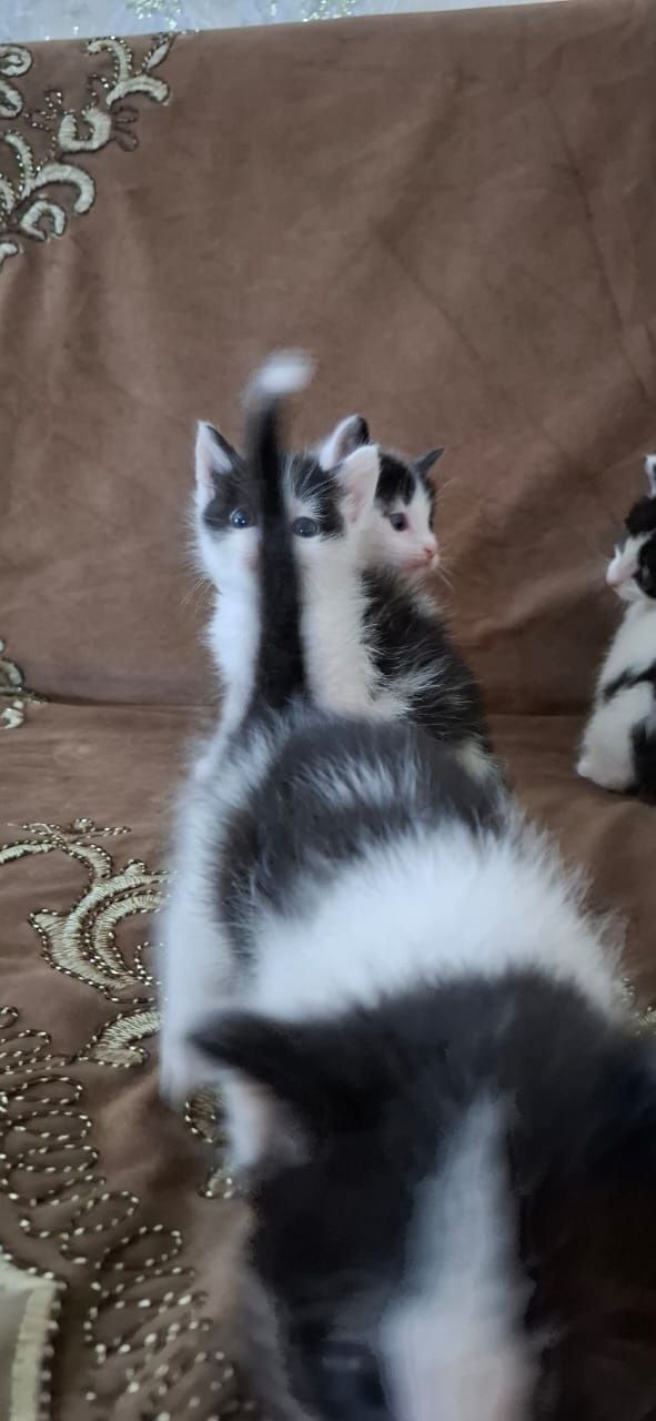 Котята ищут дом и добрых друзей
