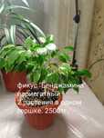 Продам комнатные цветы: фикусы,хойю