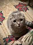 Отдам кота в хорошие руки