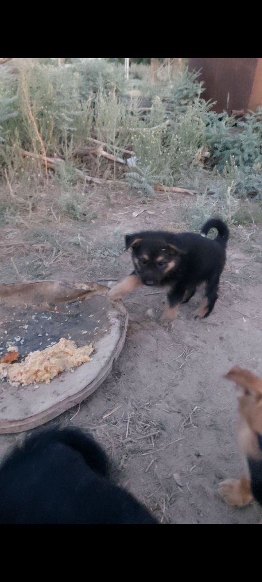 күшіктер сатылады овчарка шатыс