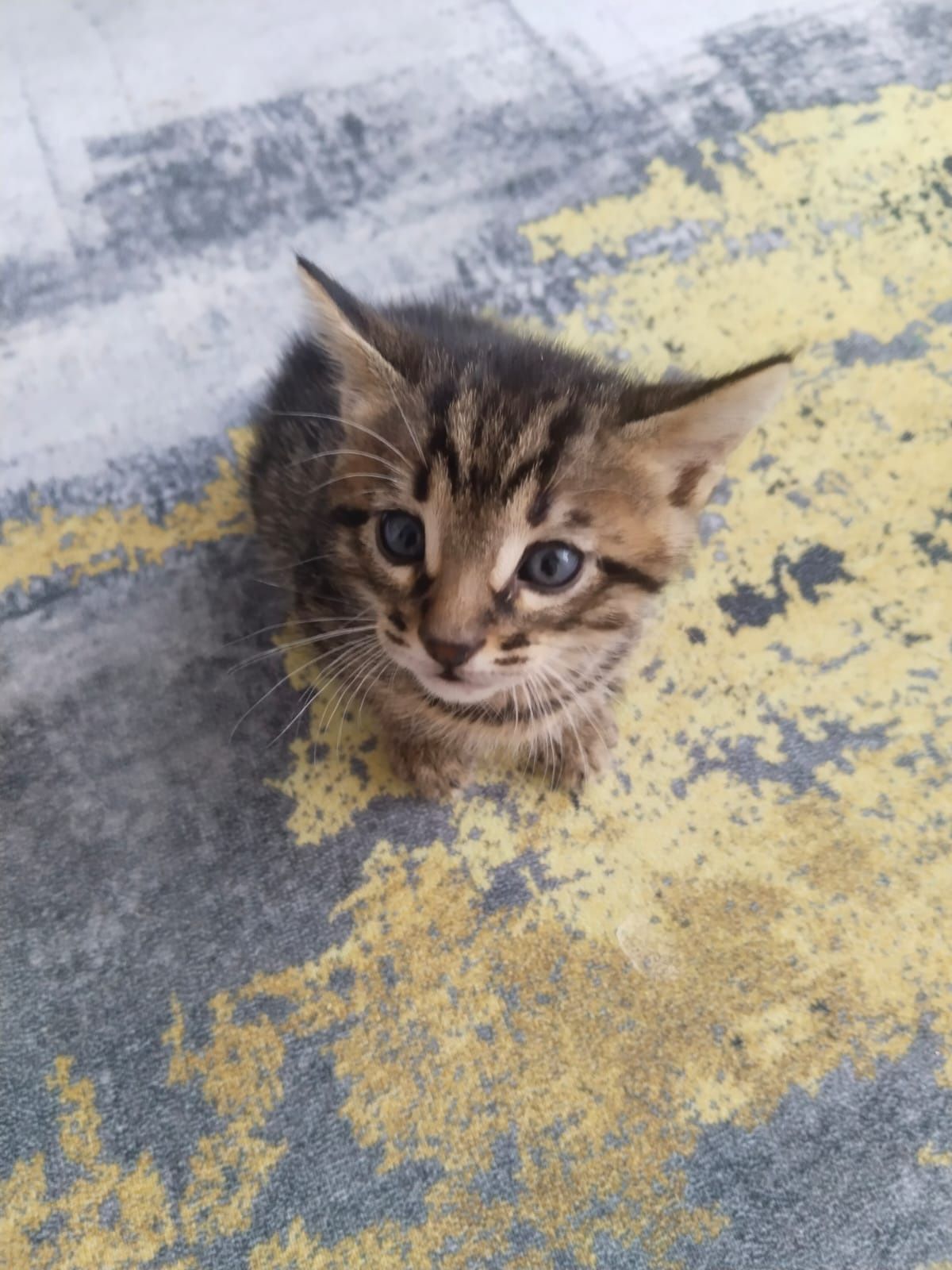 Отдам котят в хорошие и добрые руки.