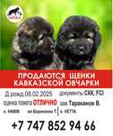 Щенки кавказкой овчарки по низким ценам