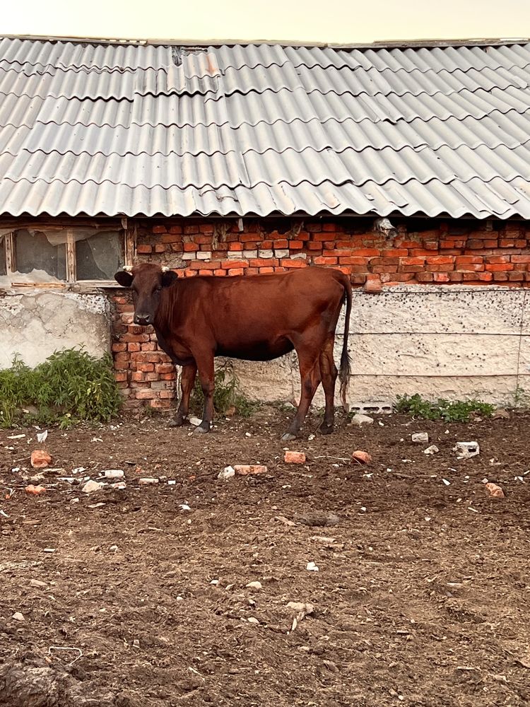 Корова и телочка