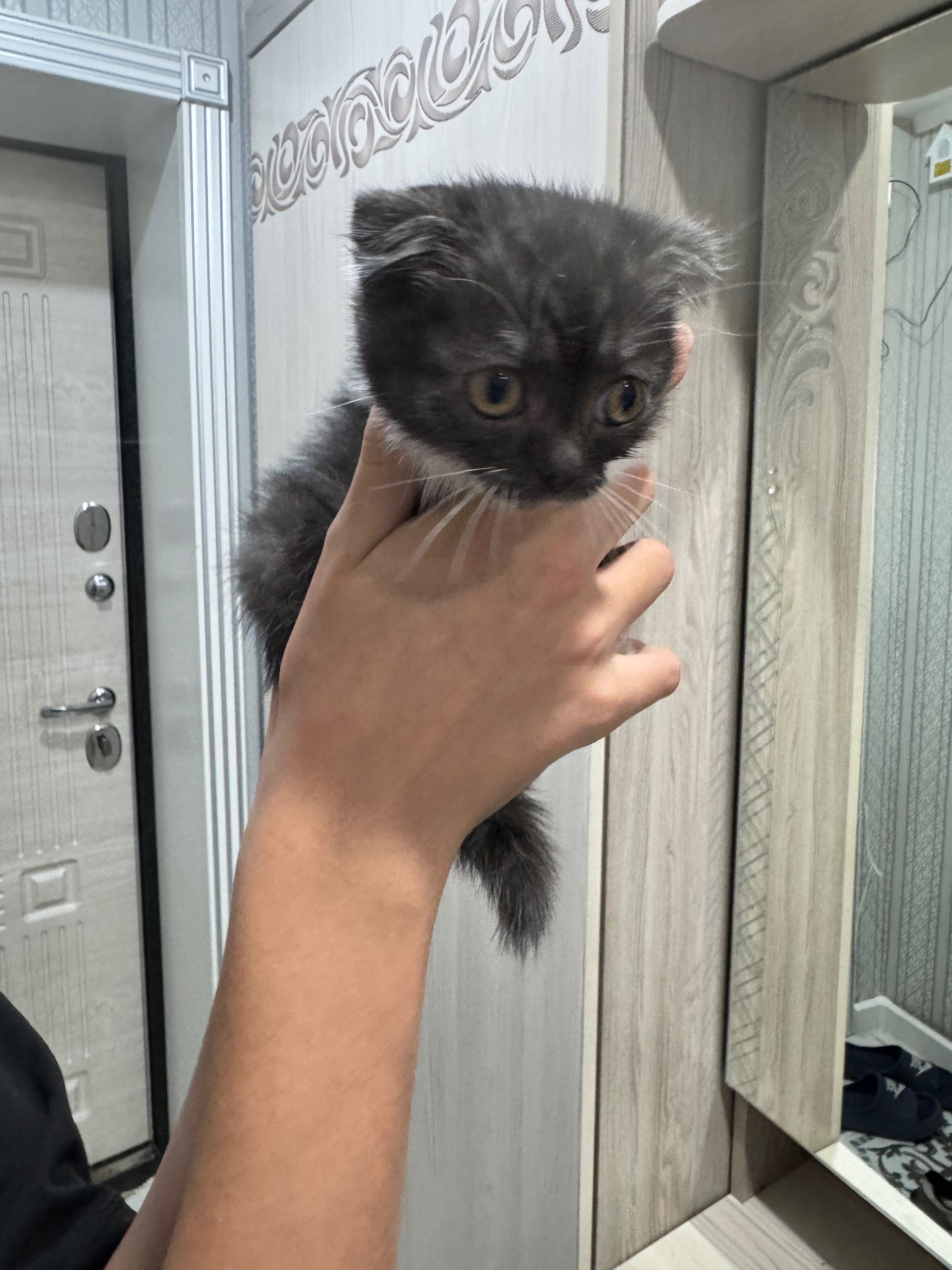 Котенок в добрые руки