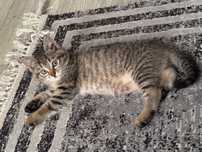 Котенок ищет свой дом ,ласковая кошка ,умная ,в лоток ходит