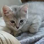 Отдам котят в добрые руки!