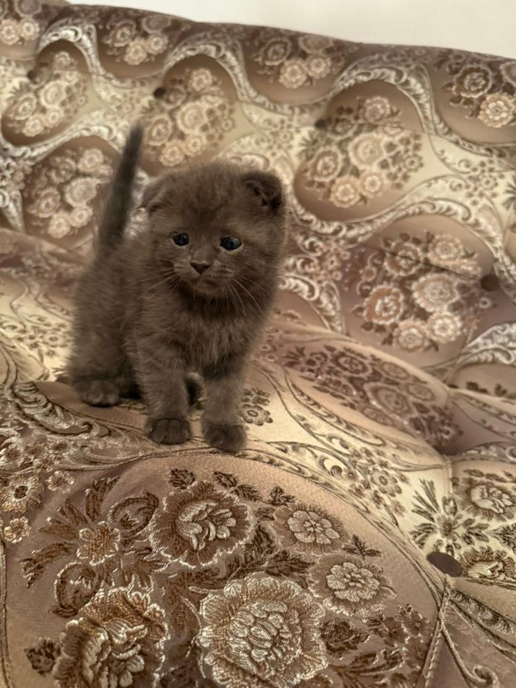 Продается котенок!