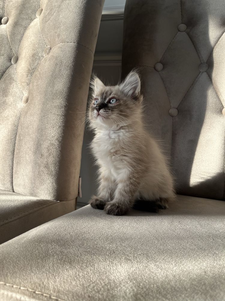 Кот породистый мальчик