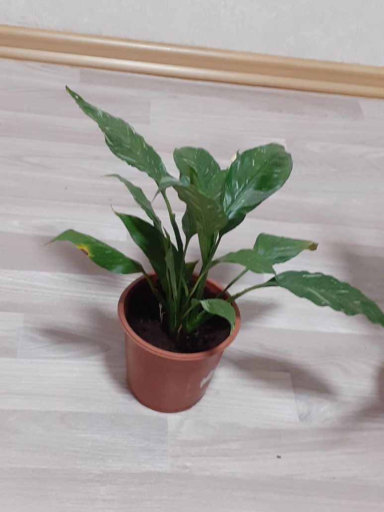 Продам срочно от 1000