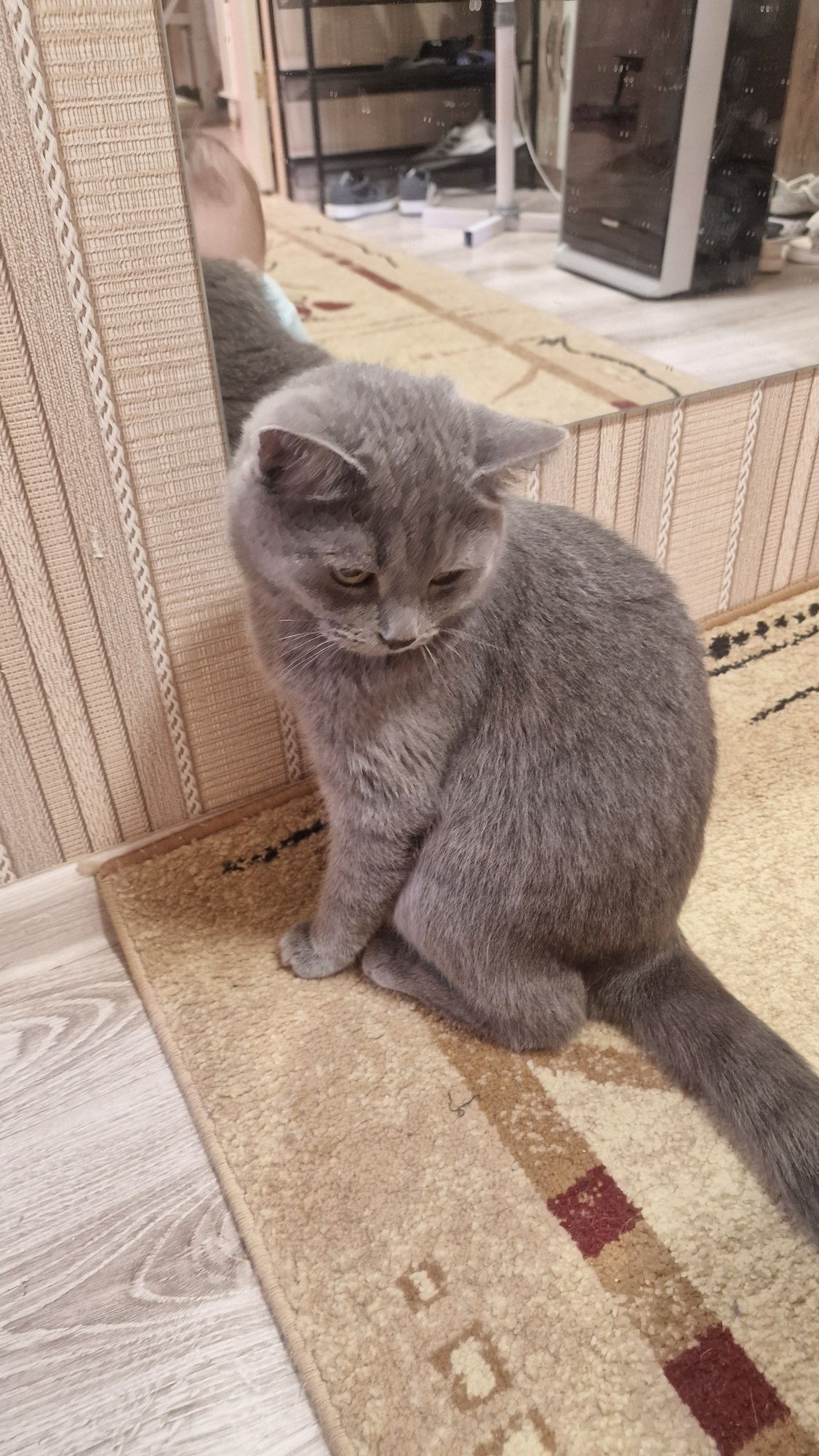 Кот кастрированный