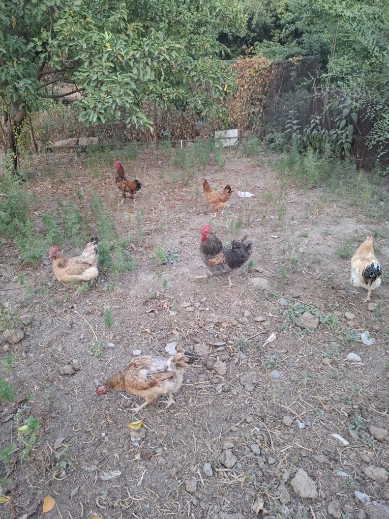 Продам петухов молодые.