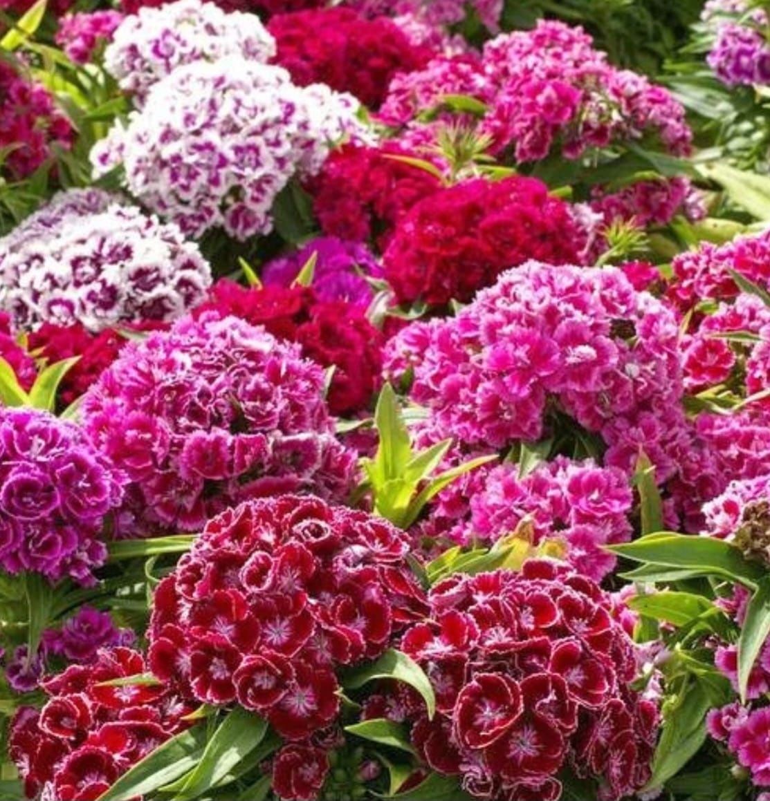 Цветы неприхотливые, морозостойкие многолетние . Кустарники. Ели. Туи.