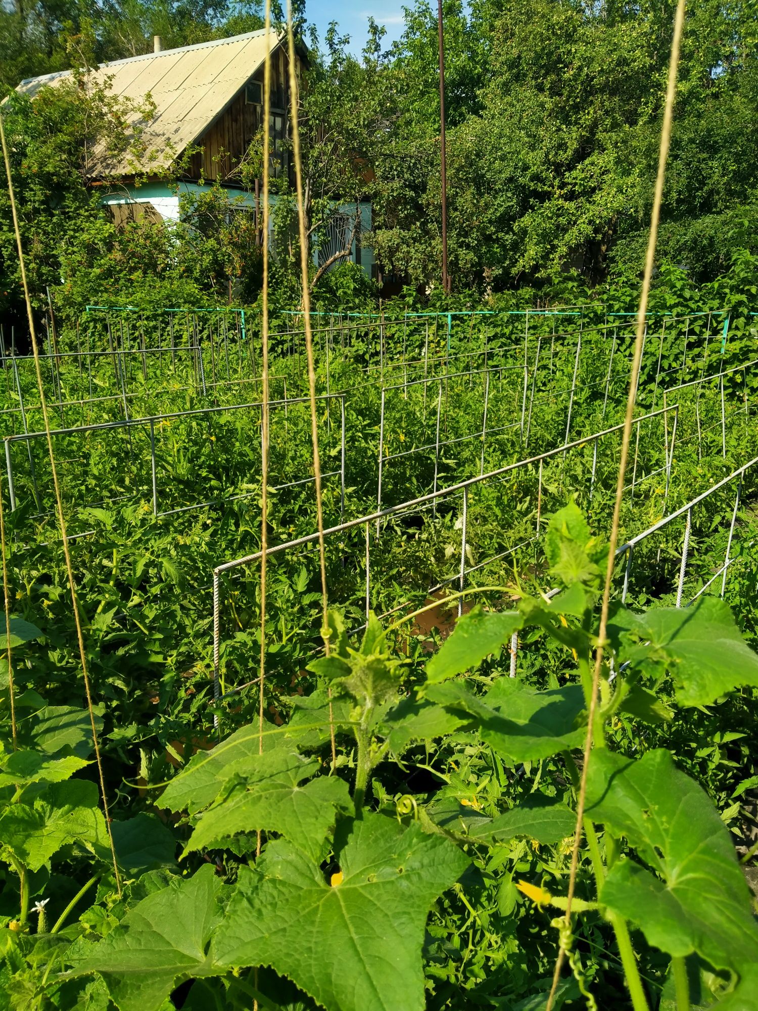 Продам соленые огурцы и помидоры