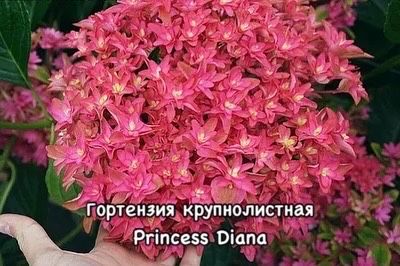 Готензия крупнолистная