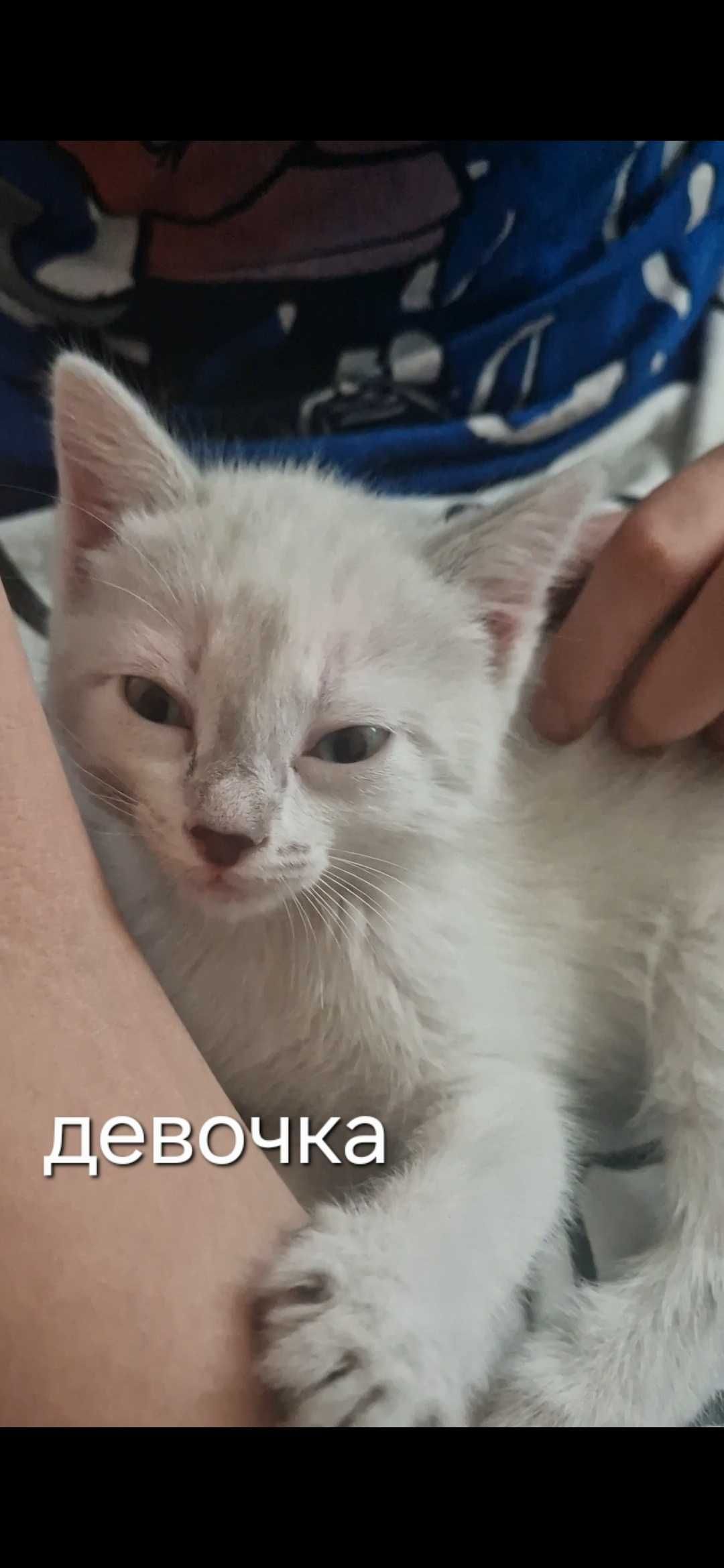 Котята  бесплатно