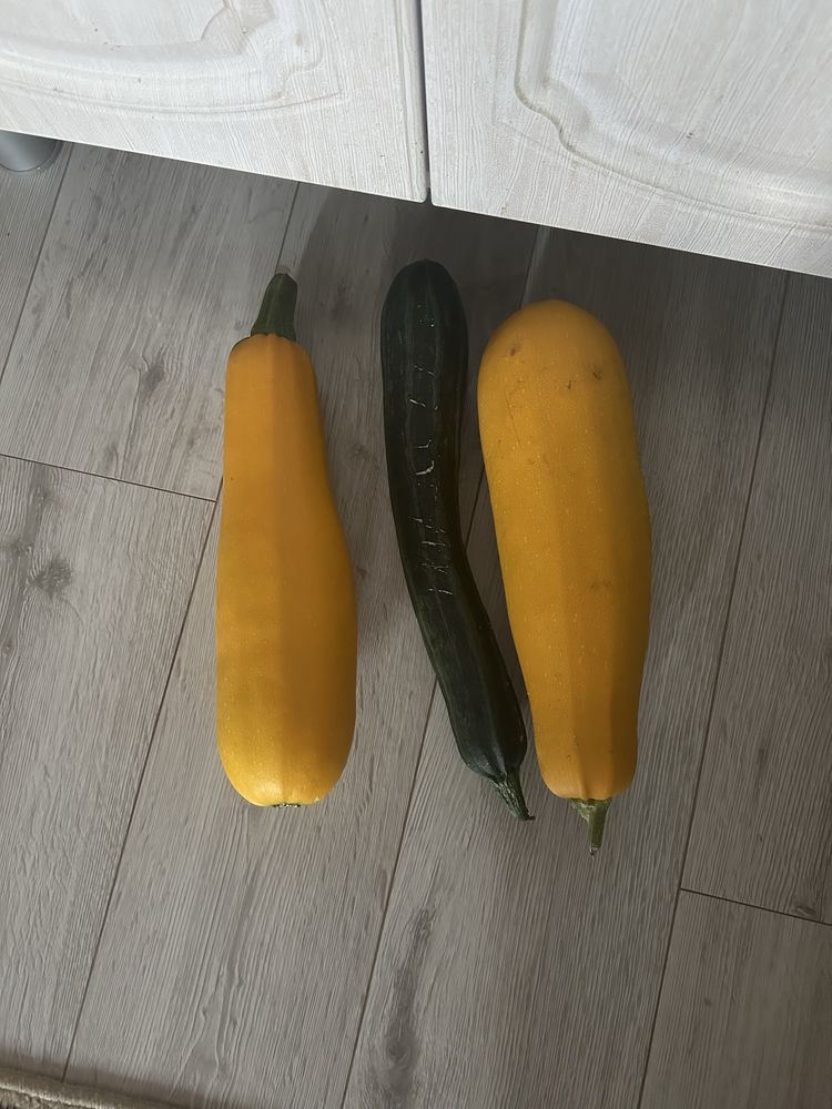 Продам домашнии кабочки