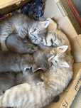 Котята , бесплатно