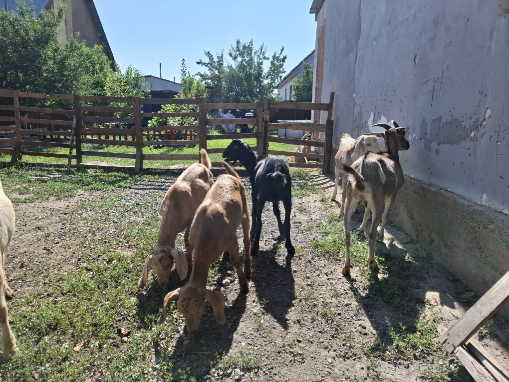 Продам разно породные козы