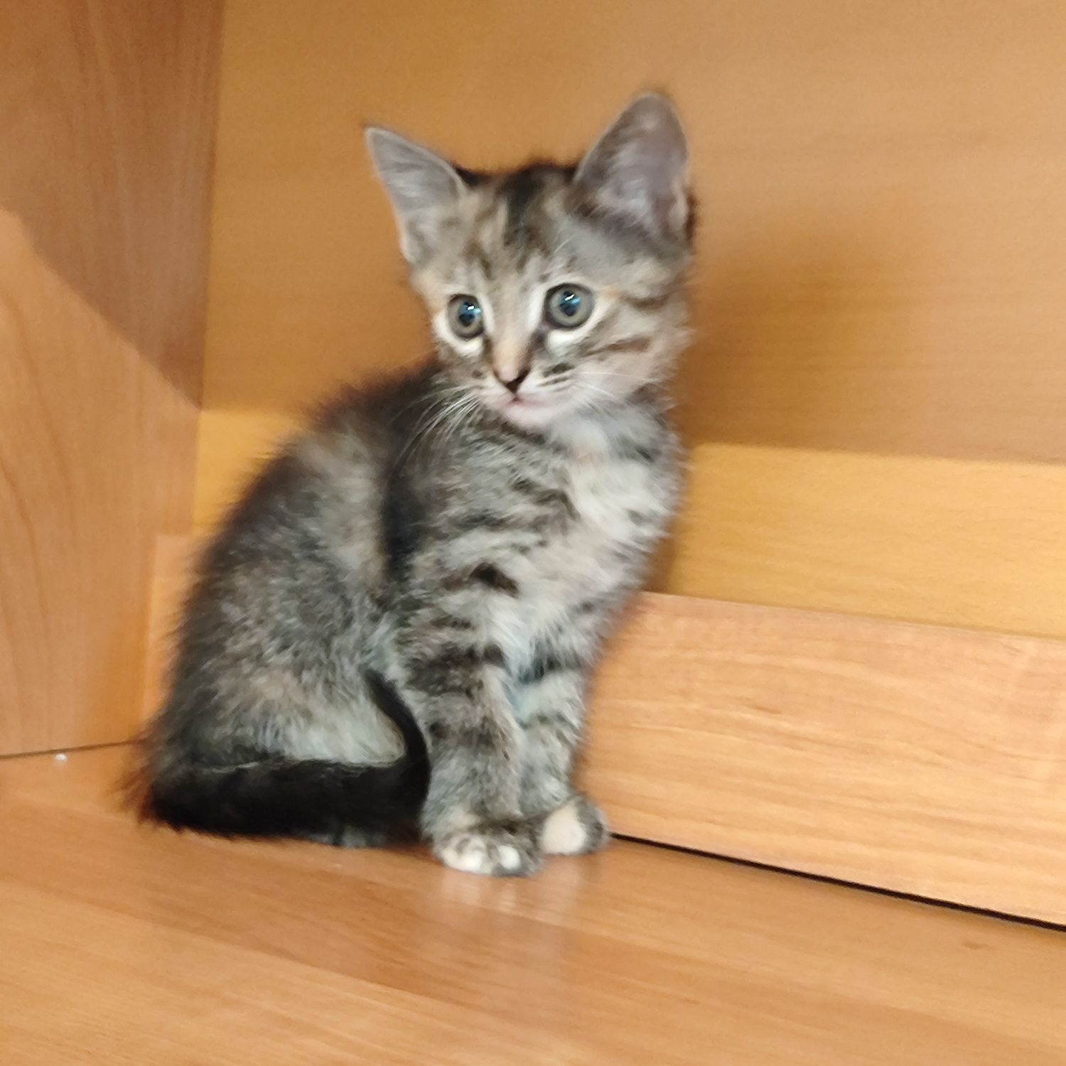 Отдам котёнка бауырластар 2