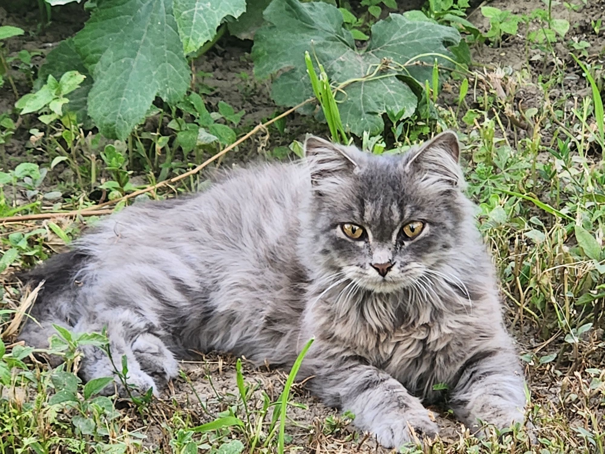 Отдам котика в добрые руки