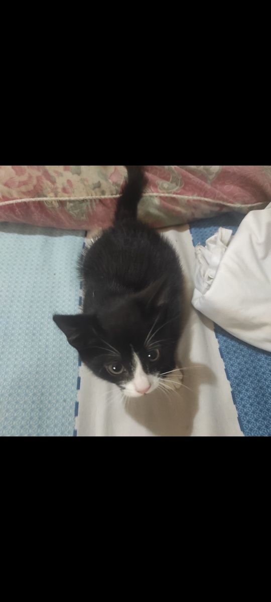 Отдам котенка в добрые руки