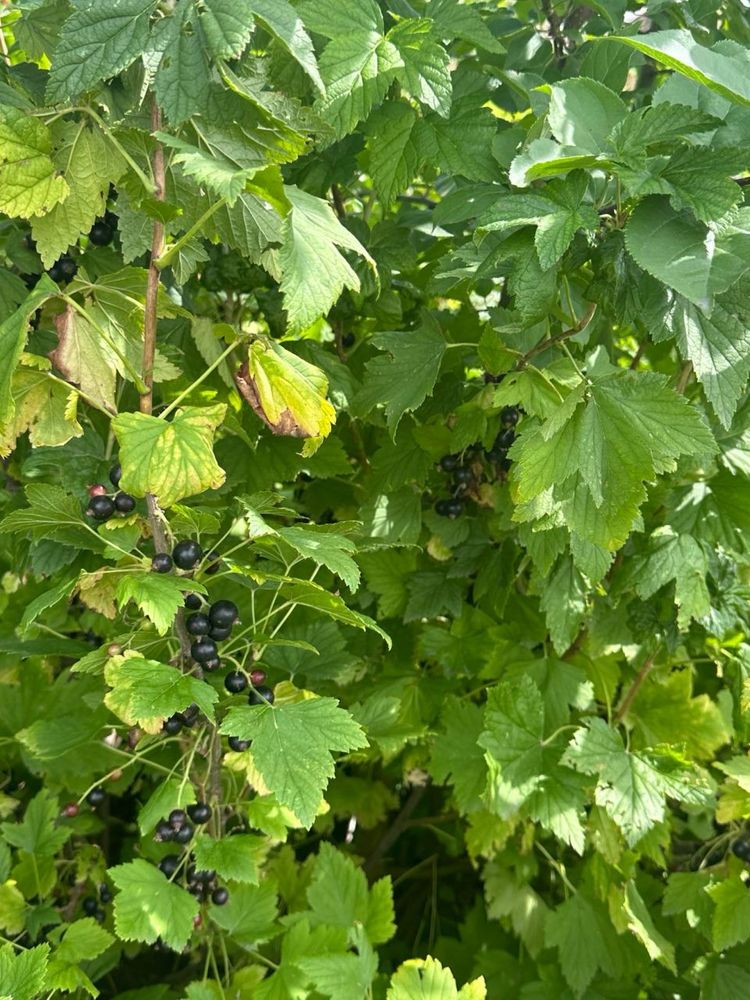 Продам дачу , общество Металист