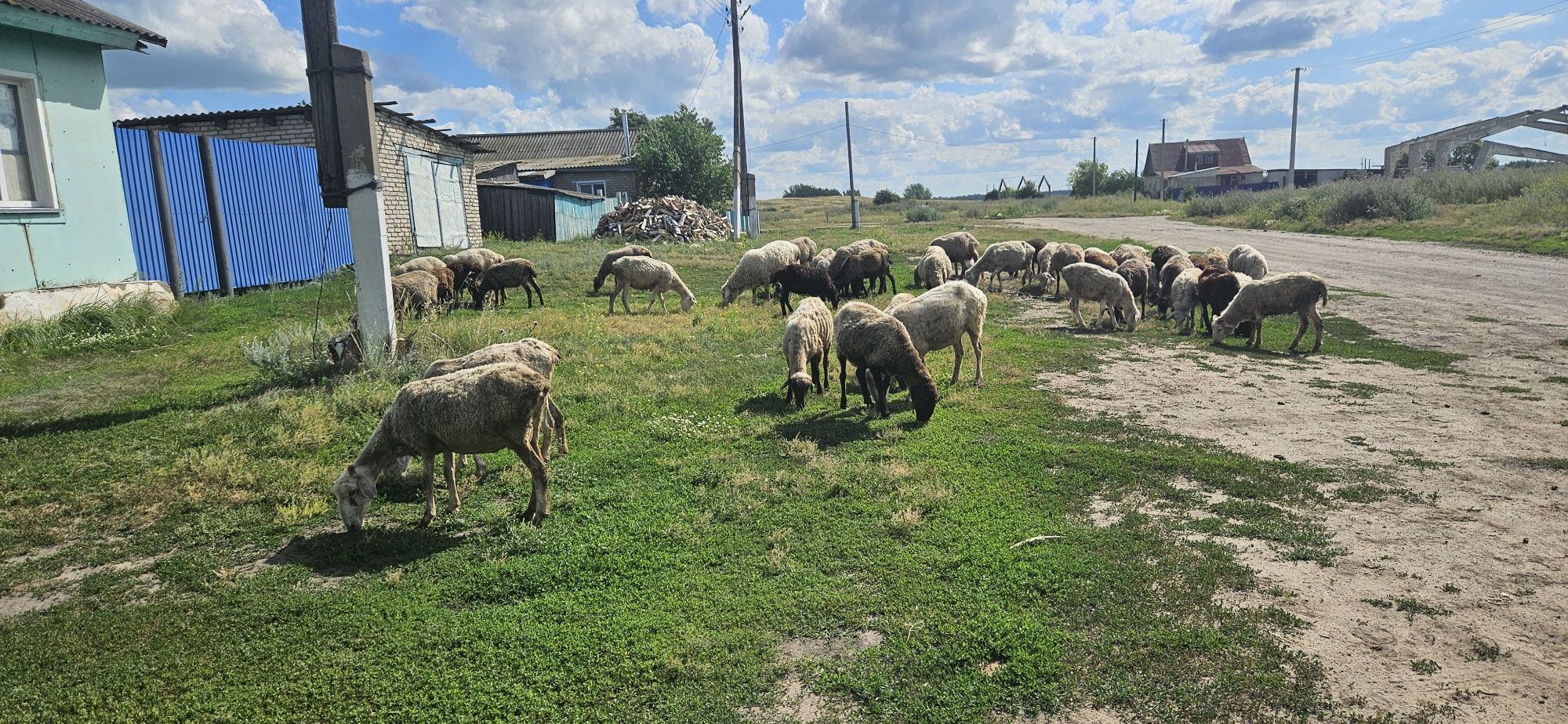 Продам овец 30 голов