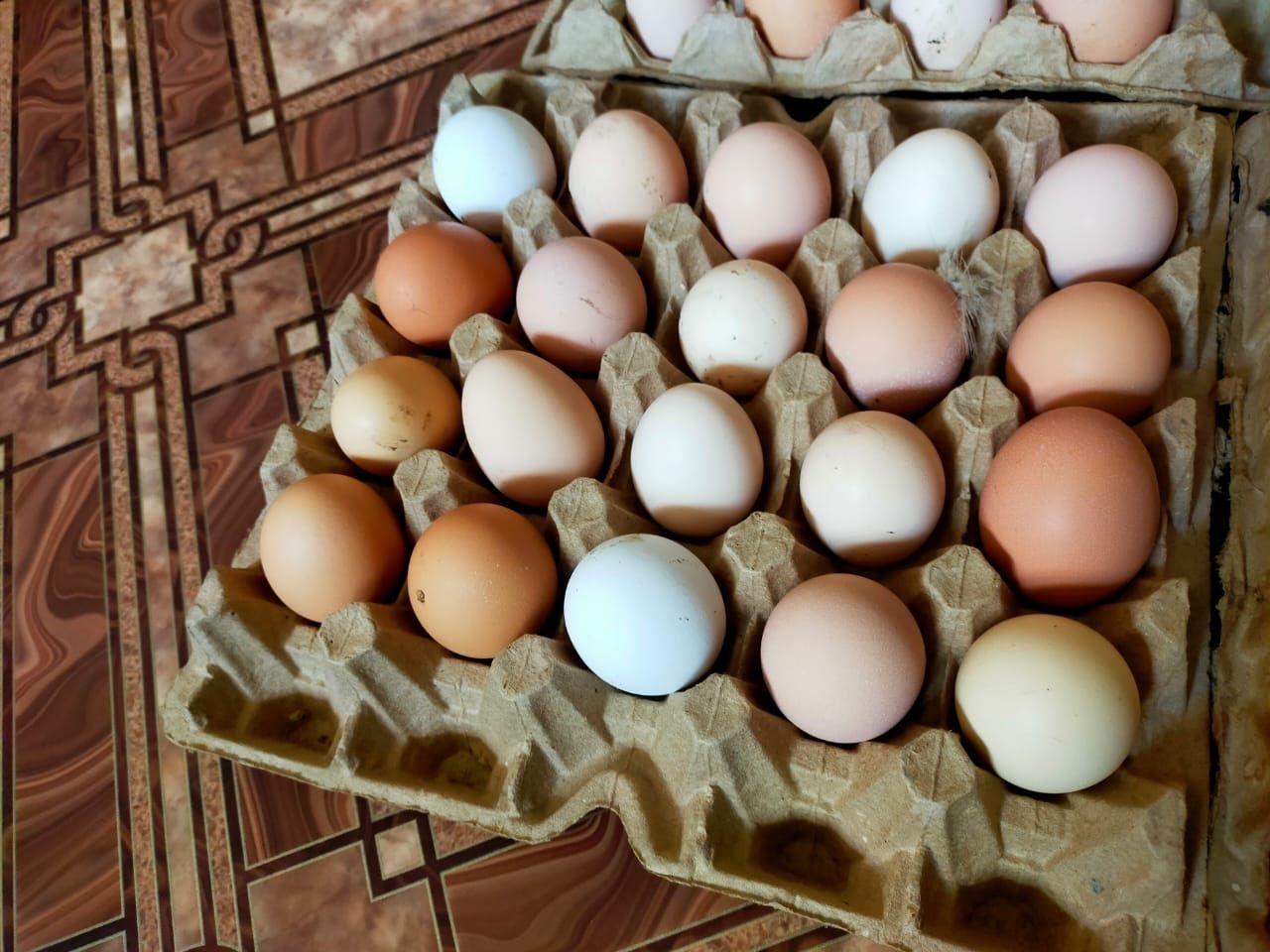 Продам срочно яица