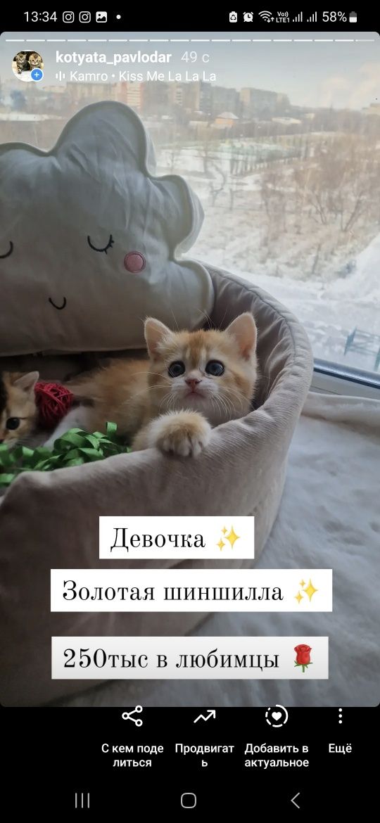 Золотые шиншилловые детки Российские крови