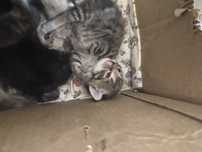 Отдам в добрые руки котят , 1 мес , хорошенькие, 3 мальчика и 1 девочк