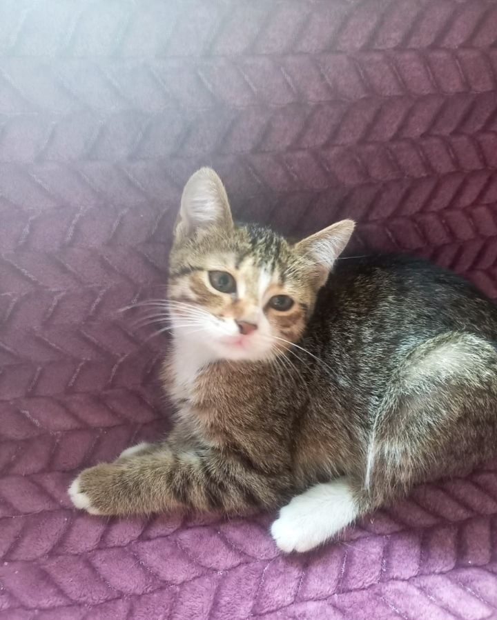 Передержка котов
