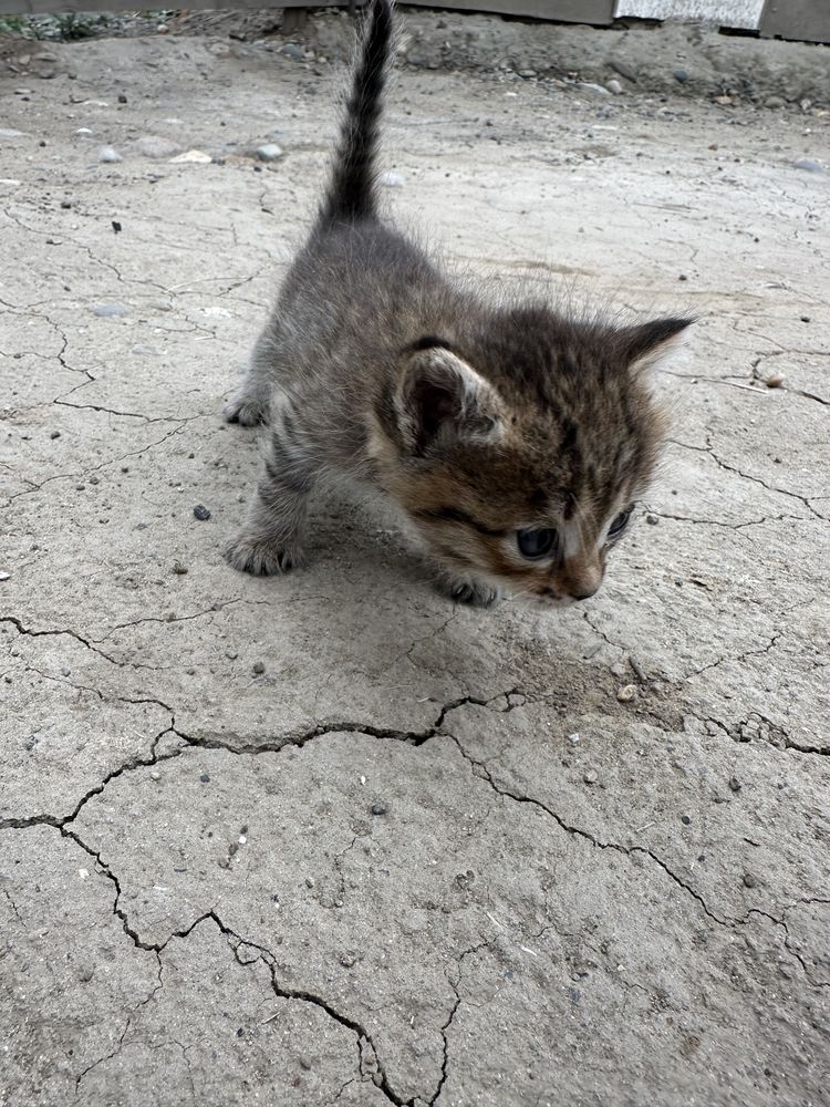 Продам котенка мальчика и девочку