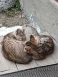 Отдам котят в хорошие руки
