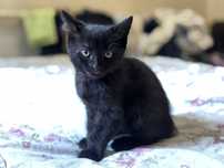 Пропал чёрный котёнок