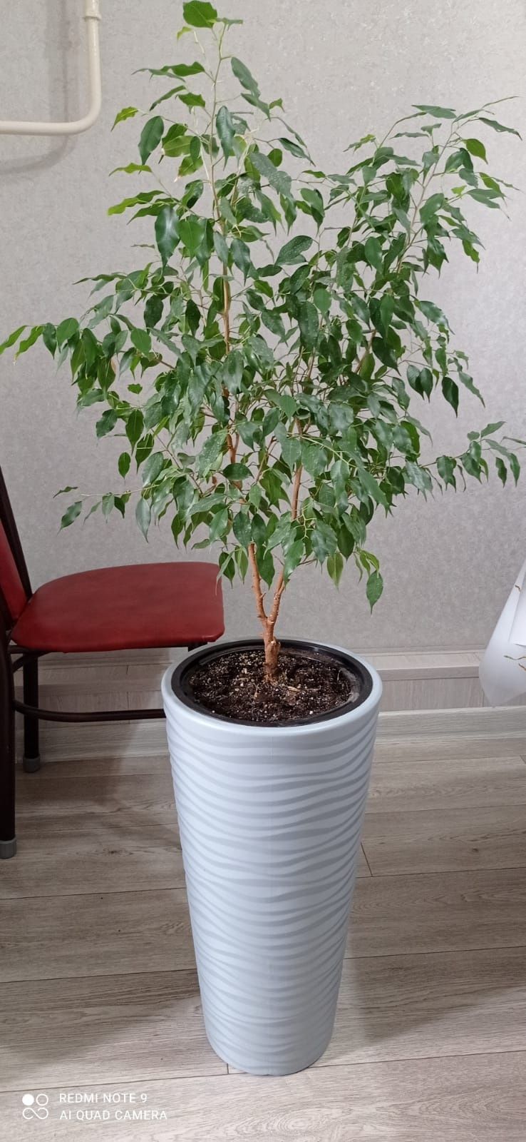 Продаю комнатные растения