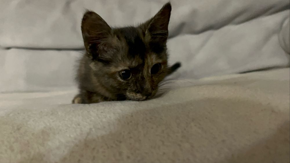 Котенок девочка.