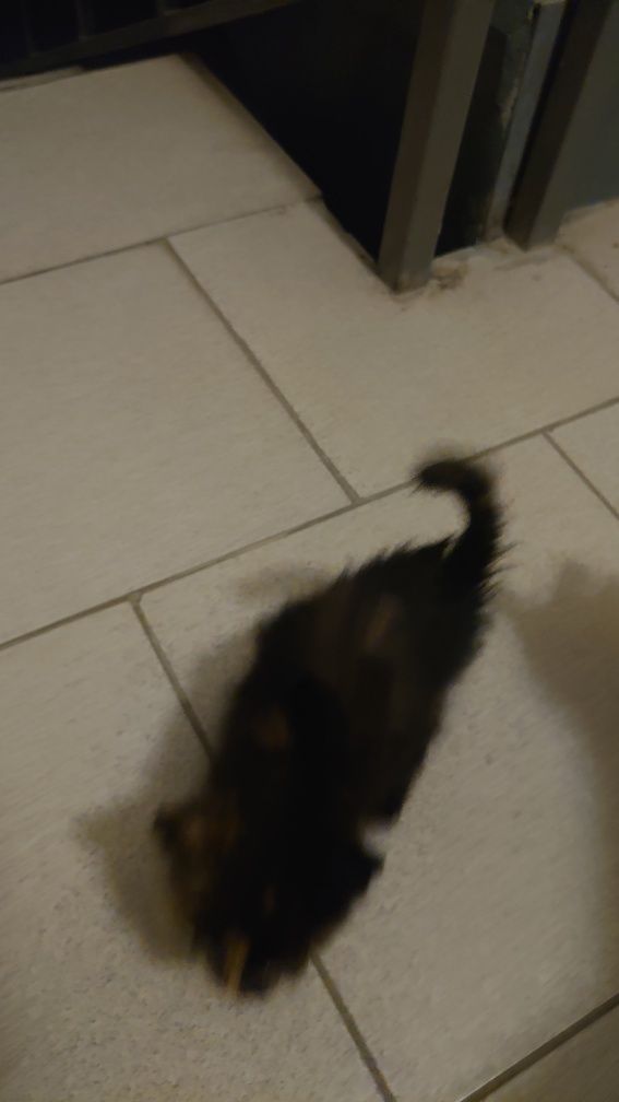 Котик оддам в добрые руки
