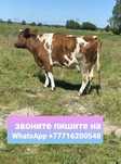 молочная дуйная корова