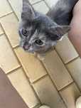 Отдам котенка девочка