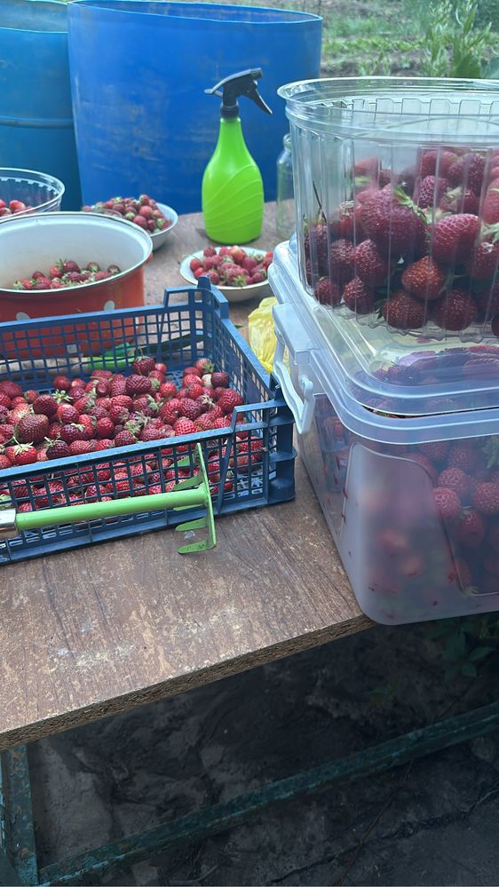 Продам рассаду клубники сорт Азия