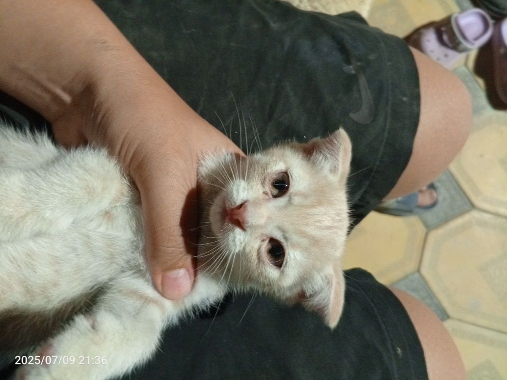 Мальчик пордис дамашыни